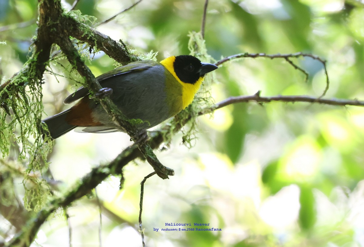 Nelikurvi Dokumacısı - ML644635064