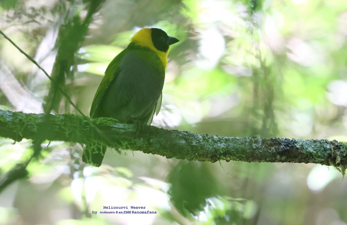 Nelikurvi Dokumacısı - ML644635065