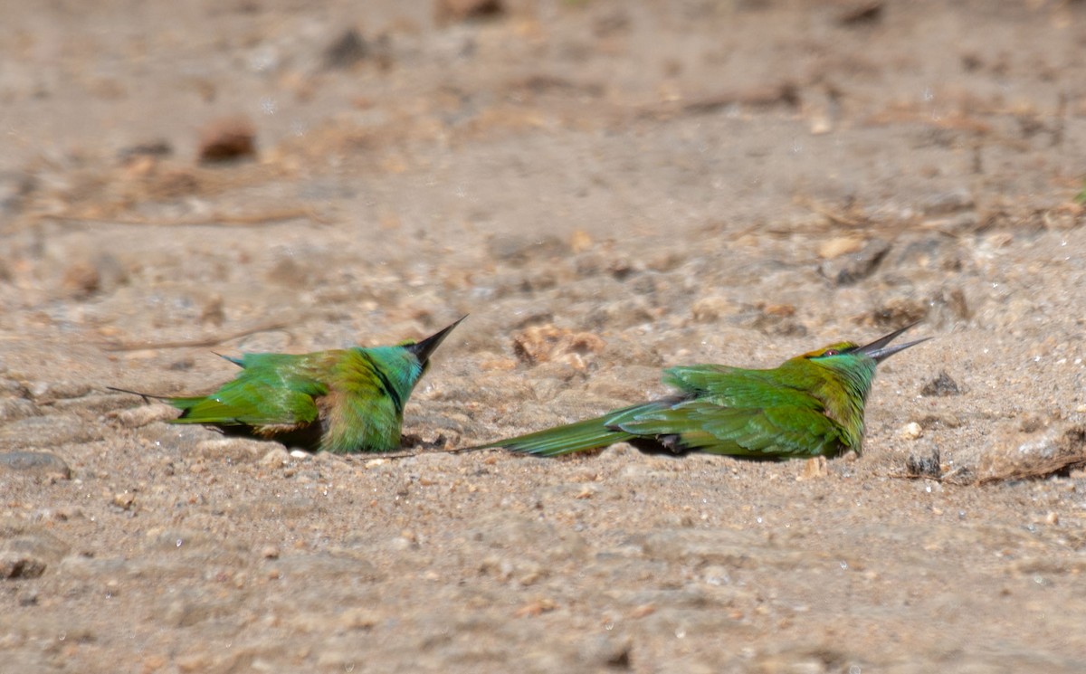 Asian Green Bee-eater - ML644635068