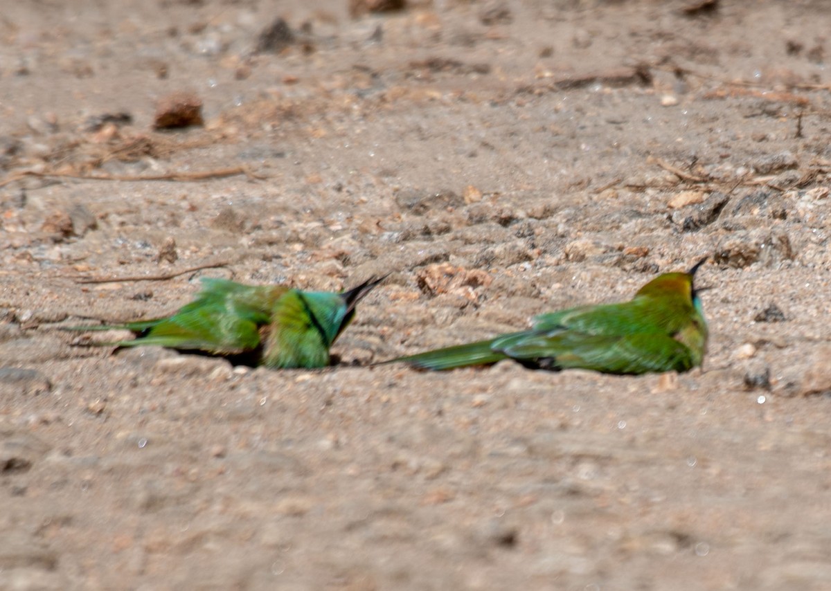 Asian Green Bee-eater - ML644635070