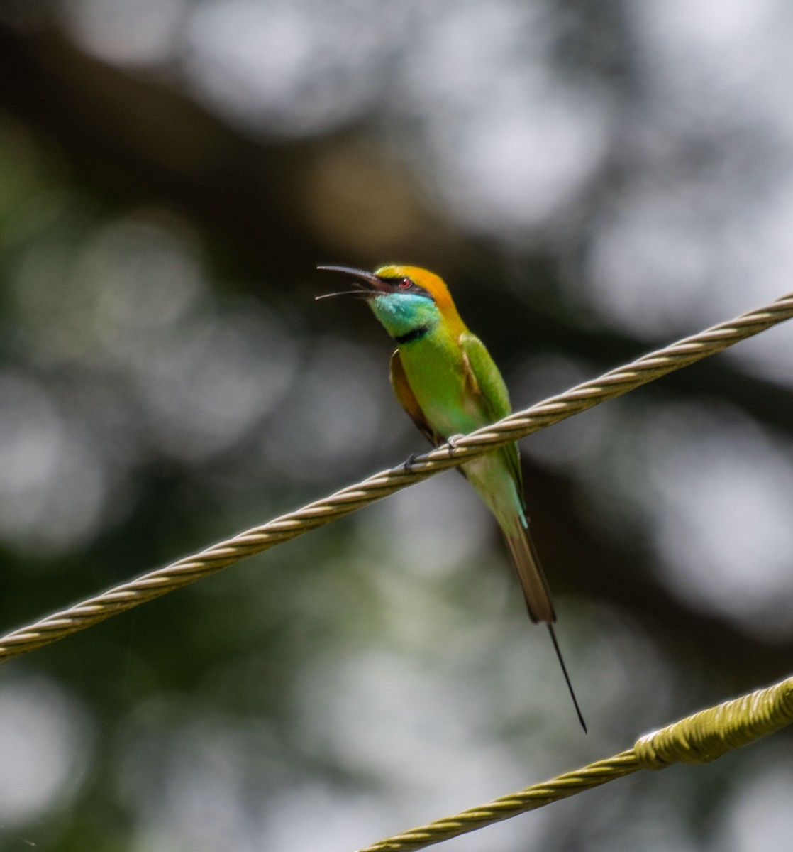 Asian Green Bee-eater - ML644635072
