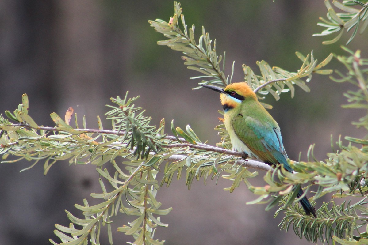 Regenbogenspint - ML644635073