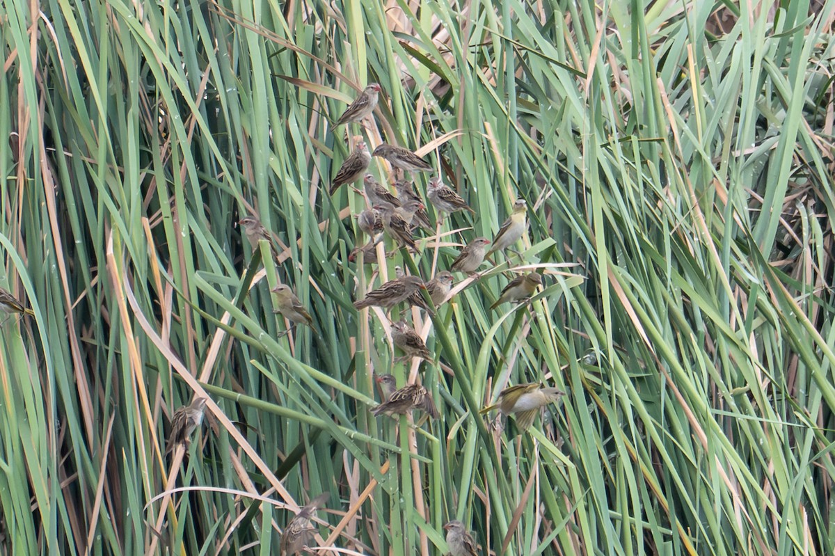 קואלאה אדומת-מקור - ML644635078