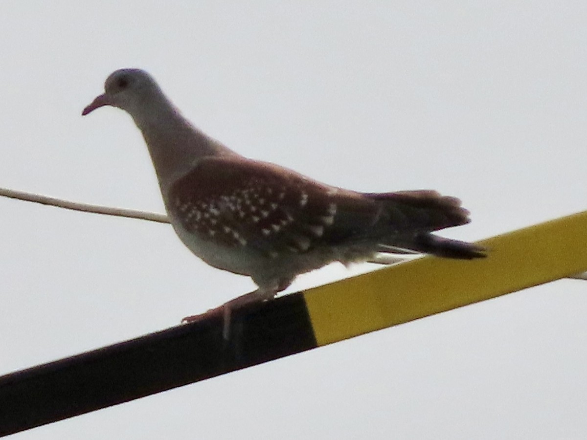 Speckled Pigeon - ML644635080