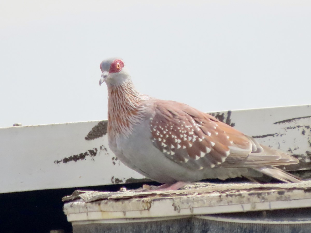 Speckled Pigeon - ML644635081