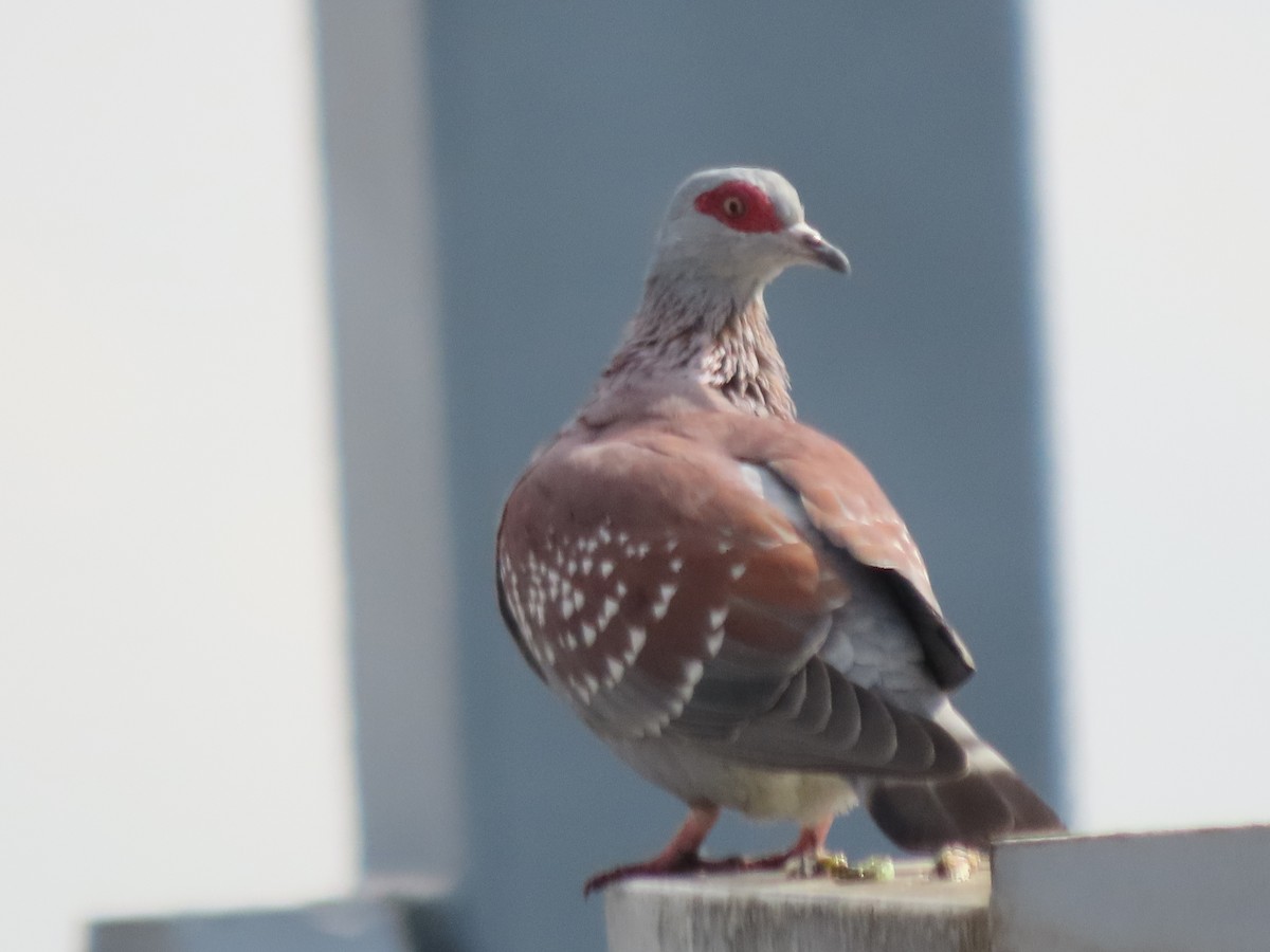 Speckled Pigeon - ML644635082