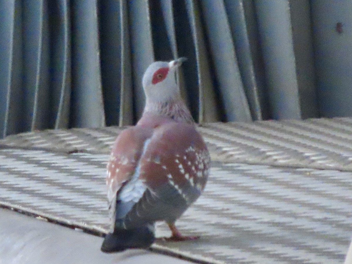 Speckled Pigeon - ML644635083
