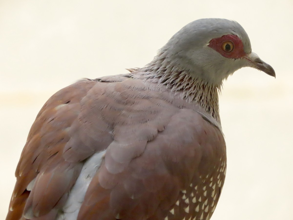 Speckled Pigeon - ML644635084