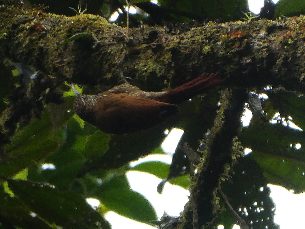 Дереволаз гірський - ML644635085