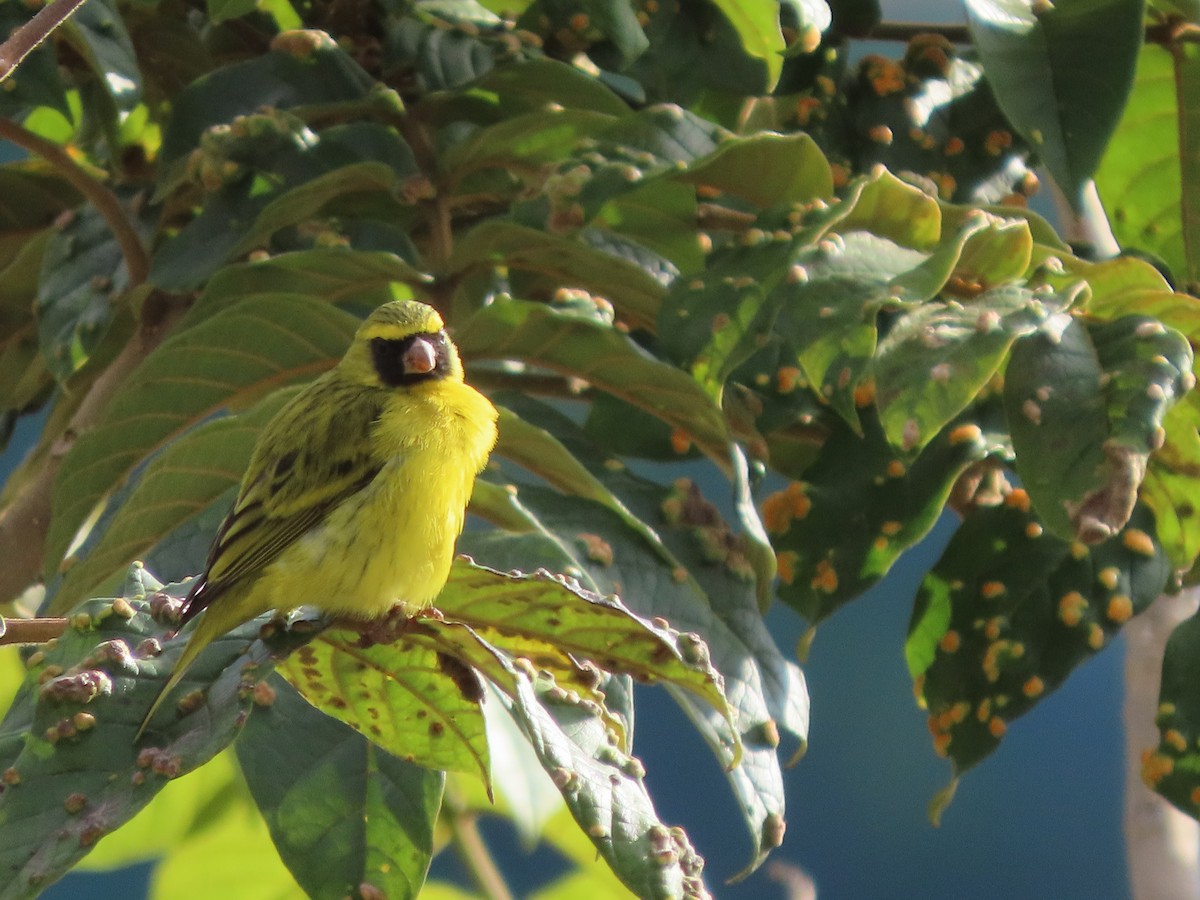 ムナフヒワ - ML644635086