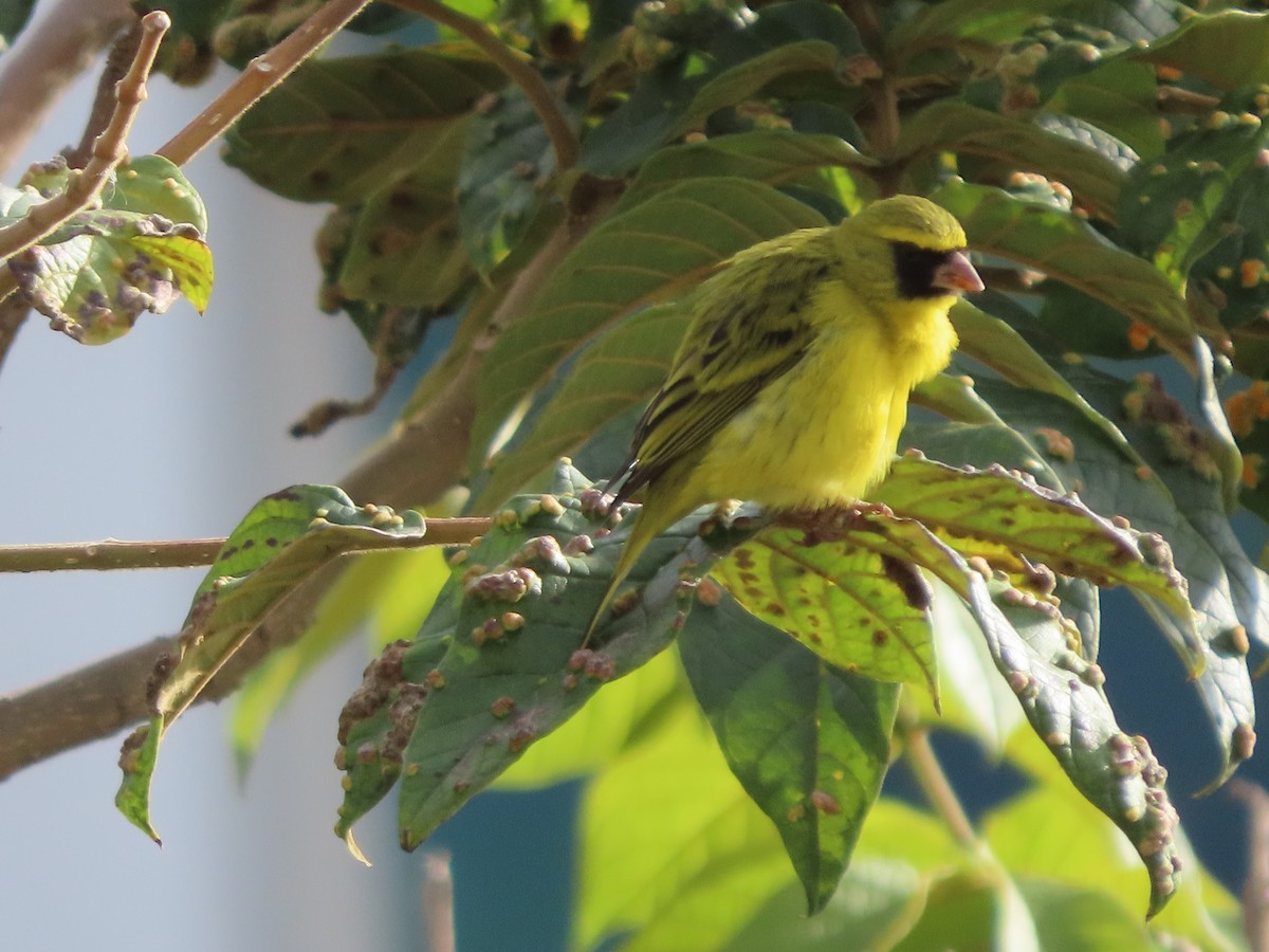 ムナフヒワ - ML644635087