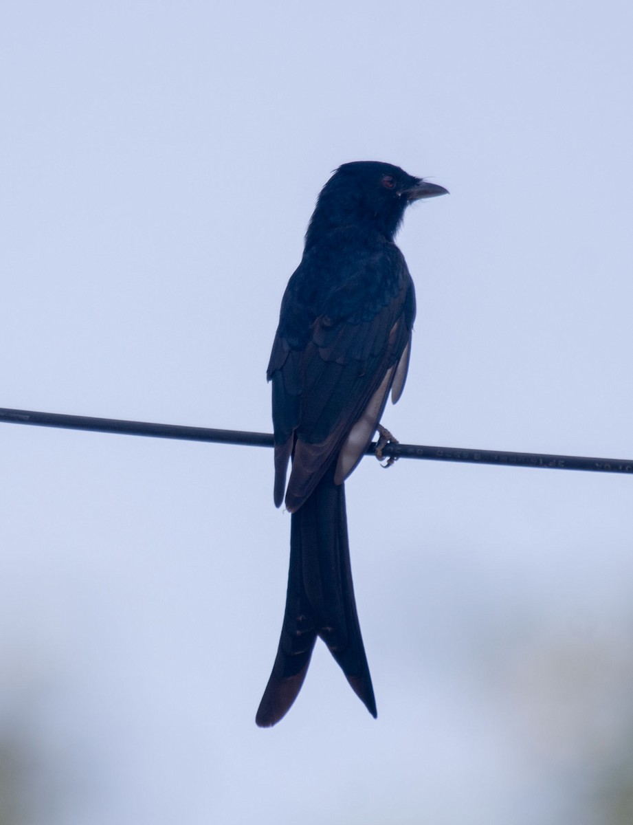 Black Drongo - ML644635091