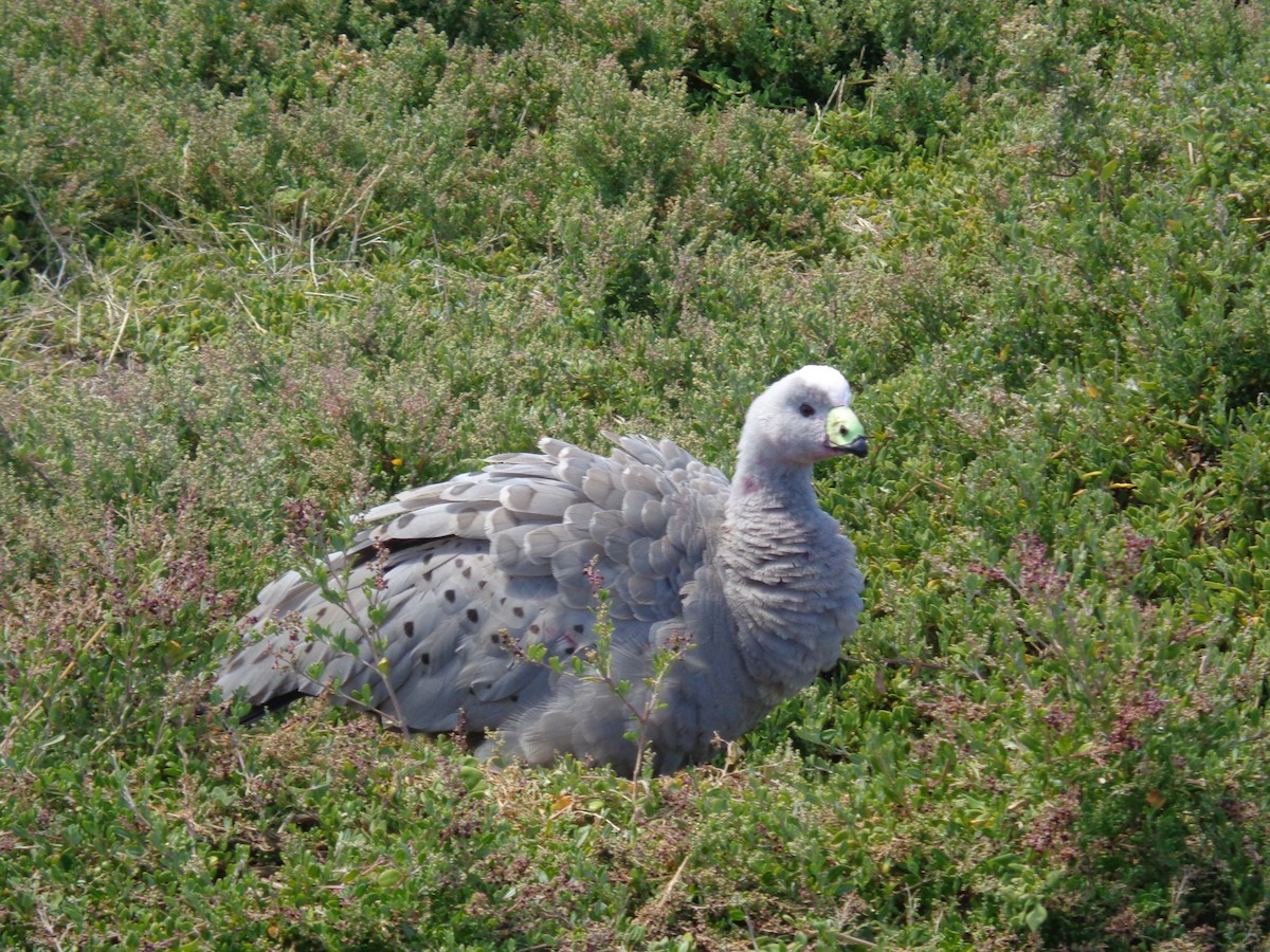 Cape Barren Goose - ML644635092