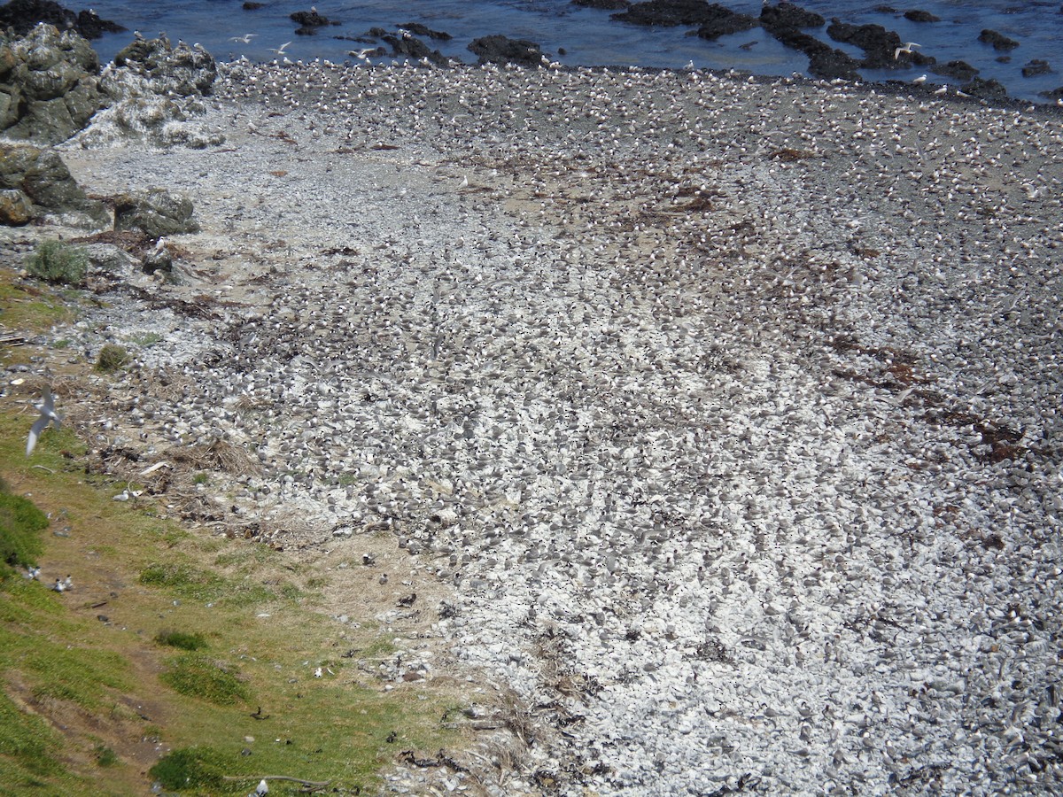 Great Crested Tern - ML644635095