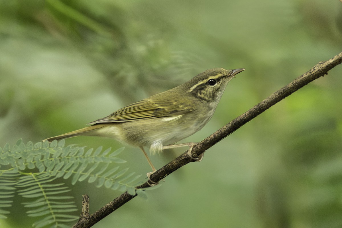 Вівчарик світлоногий - ML644635096