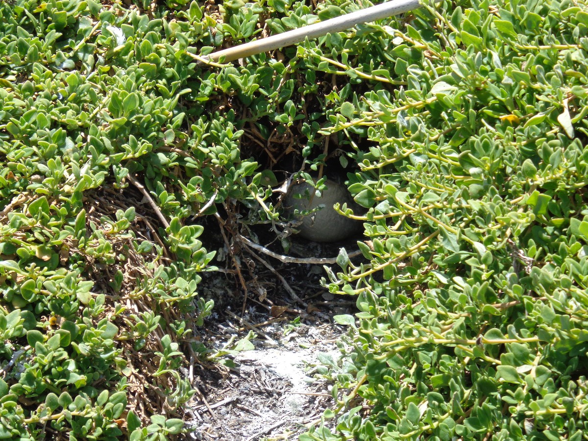 Малый пингвин - ML644635106