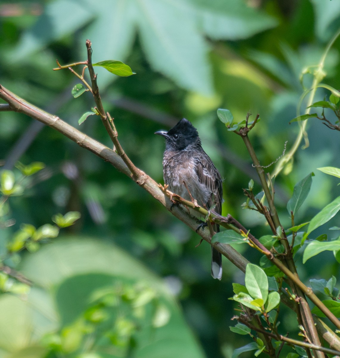 Red-vented Bulbul - ML644635107