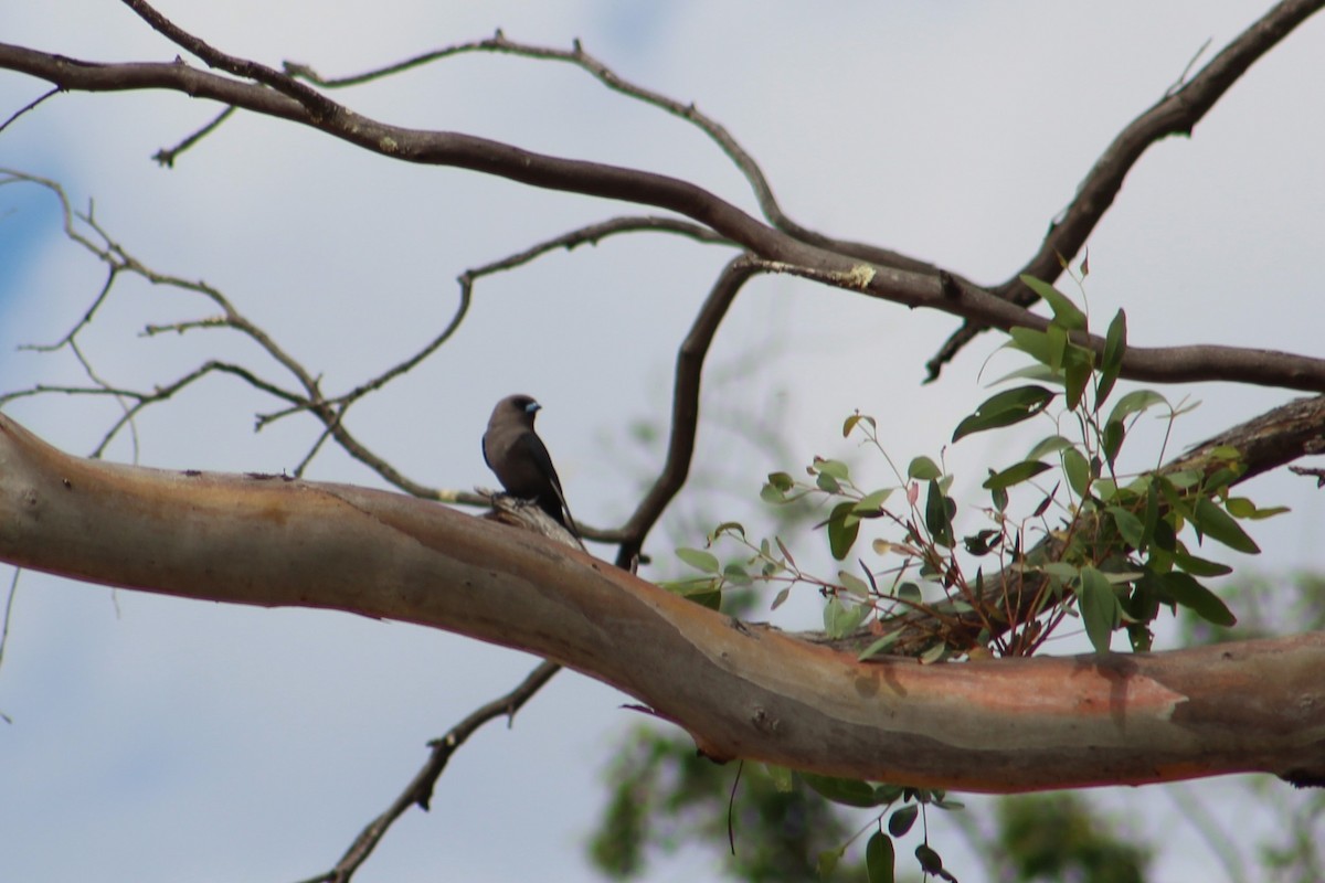 Dusky Woodswallow - ML644635109