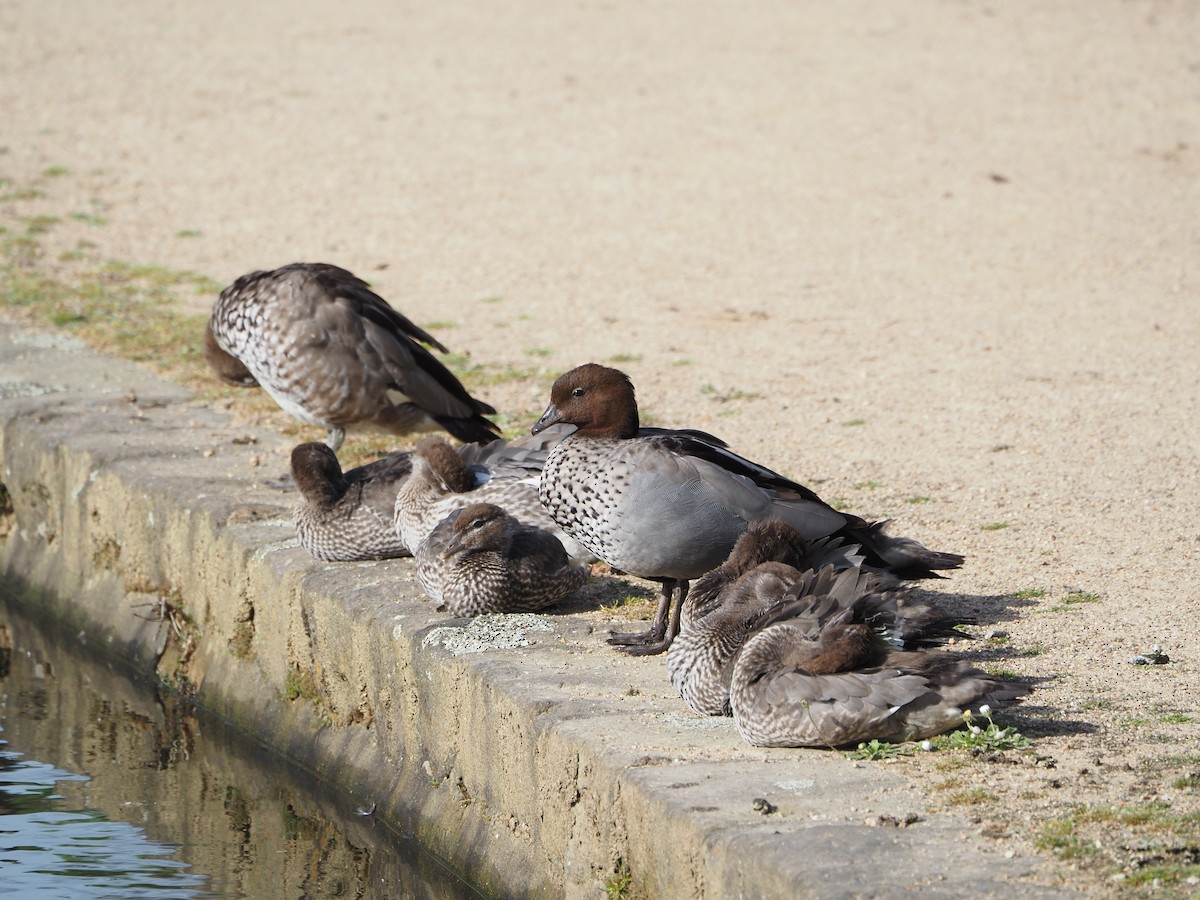 Maned Duck - ML644635113