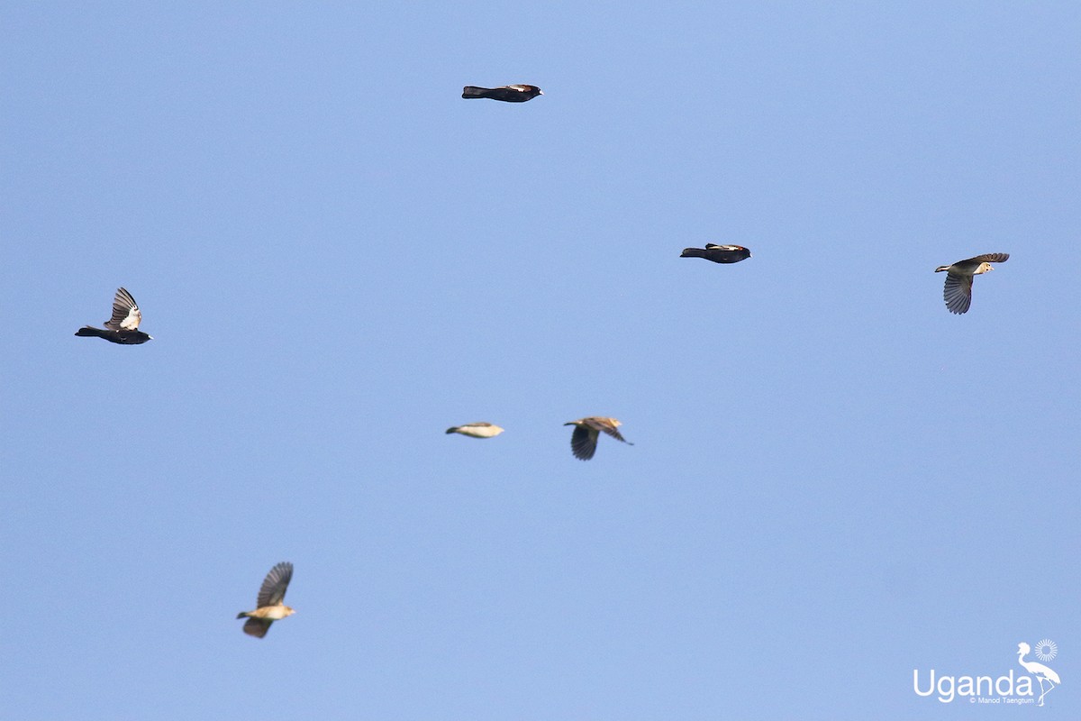 White-winged Widowbird - ML644635119