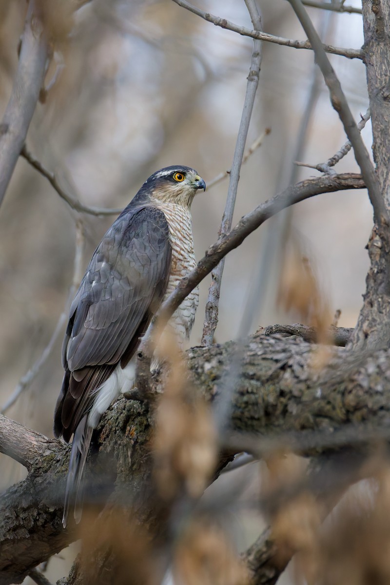 Перепелятник - ML644635121