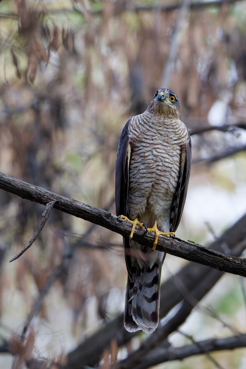 Перепелятник - ML644635122