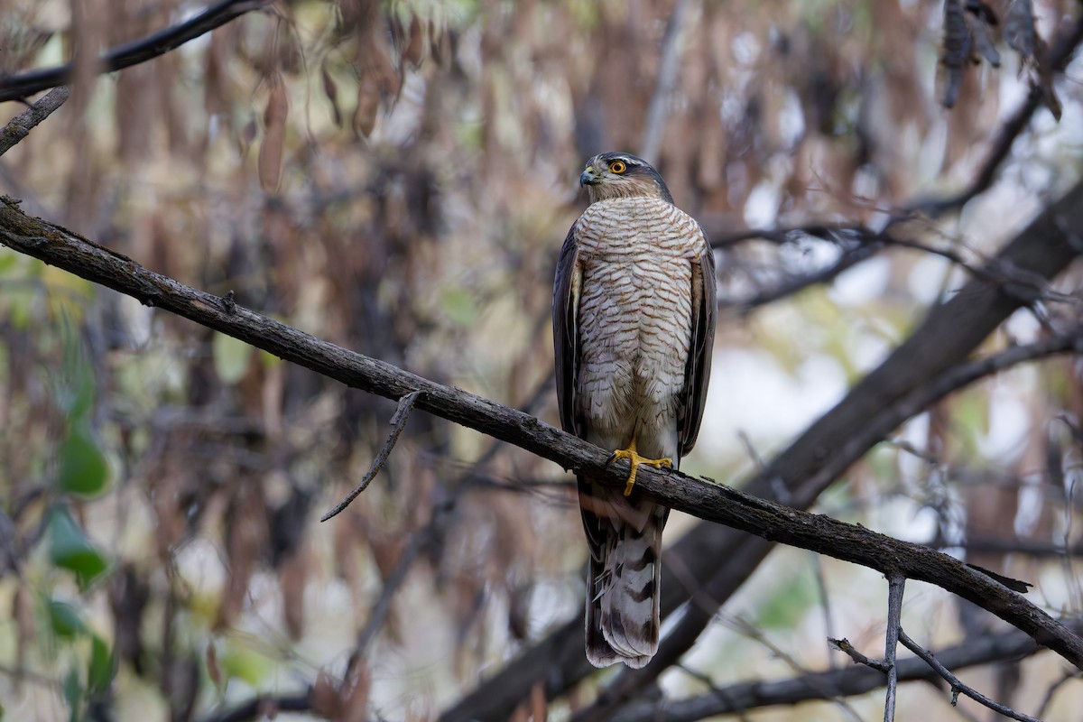 Перепелятник - ML644635123