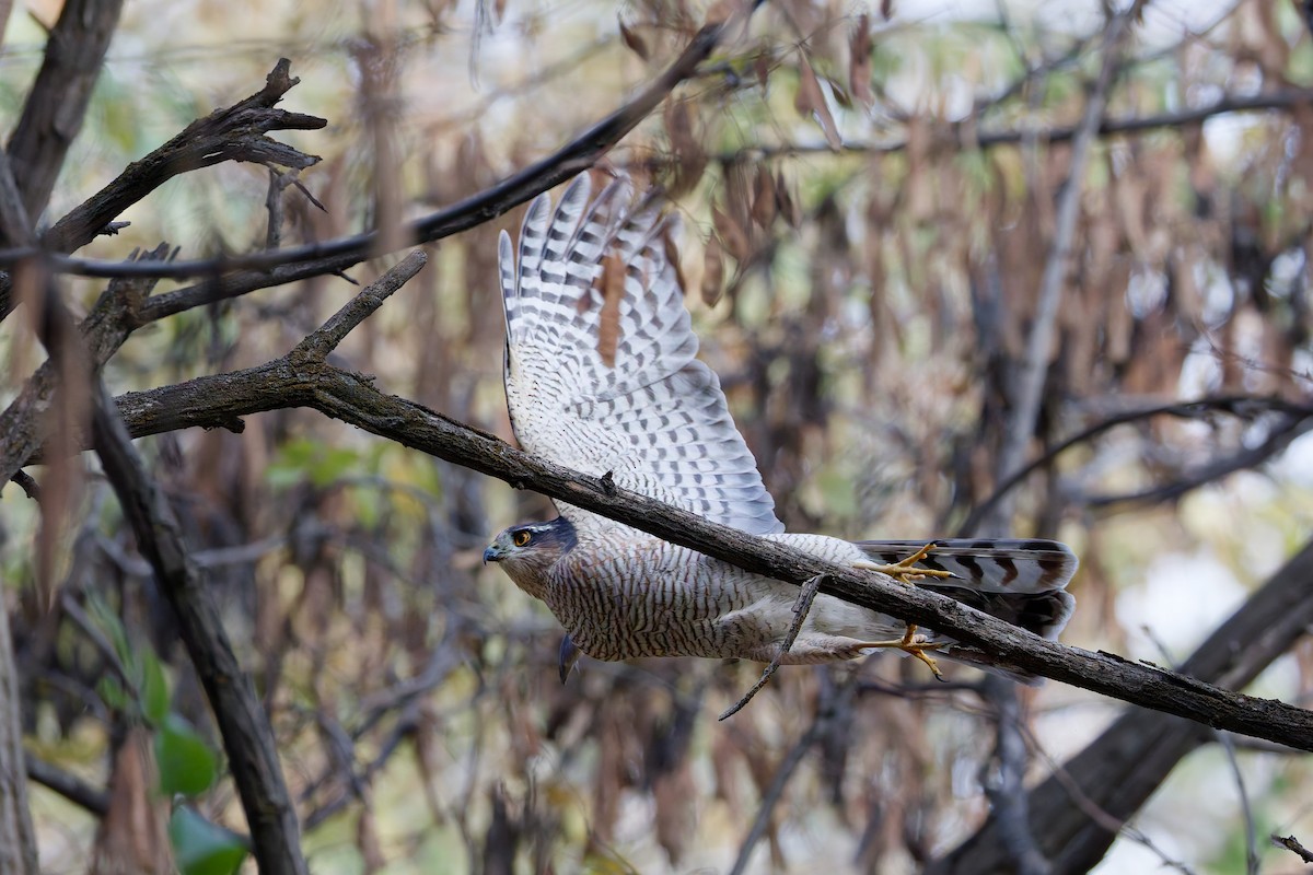 Перепелятник - ML644635124