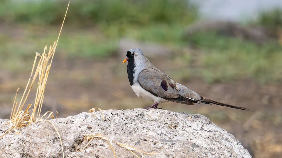 Namaqua Dove - ML644635133