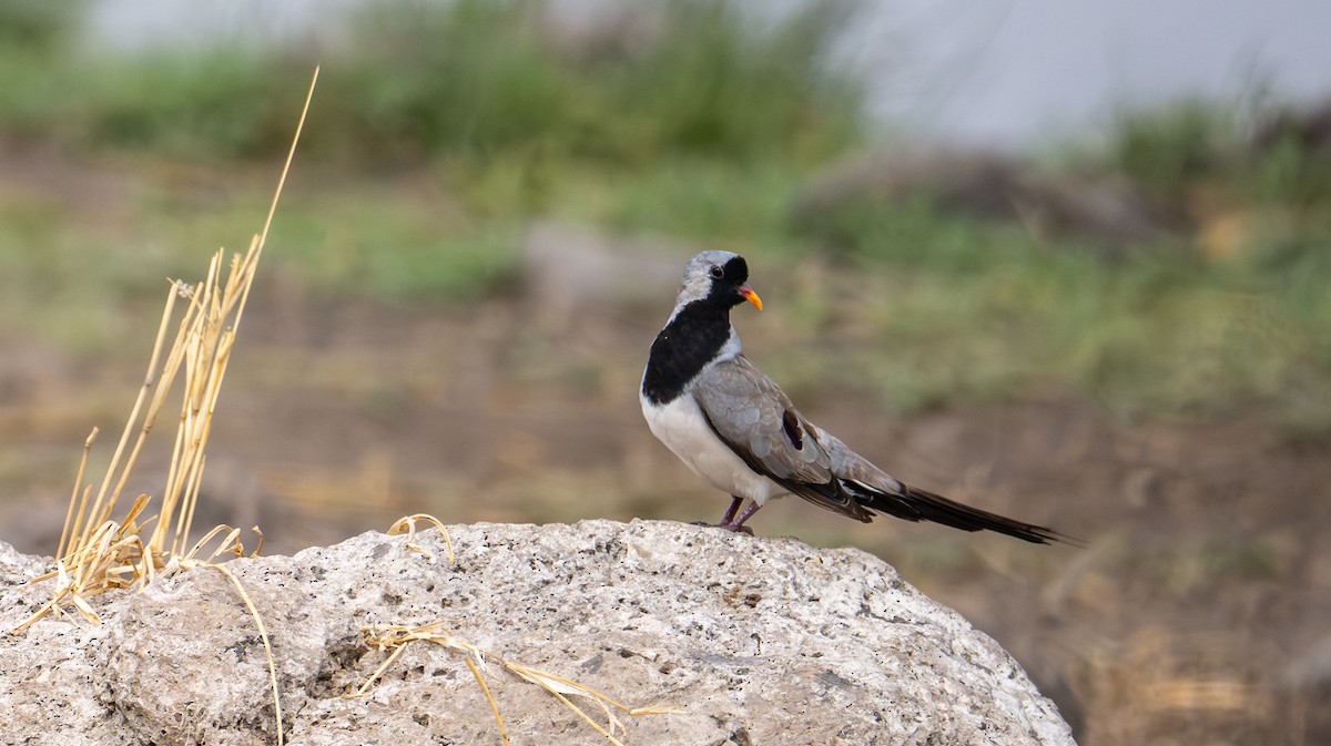 Namaqua Dove - ML644635134