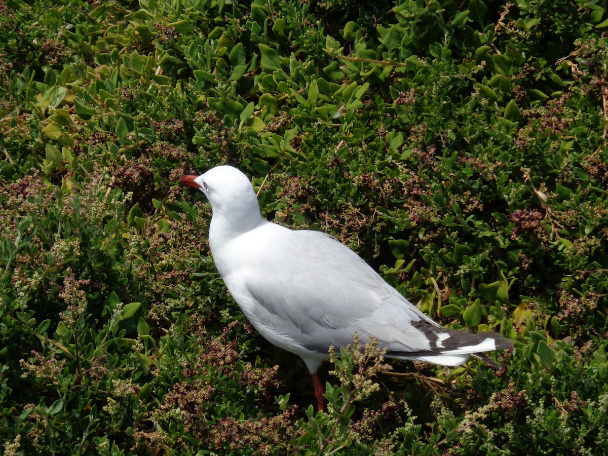 Silver Gull - ML644635135