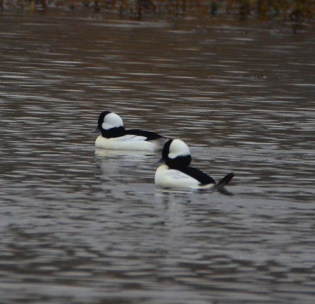 Petit Garrot - ML644635138