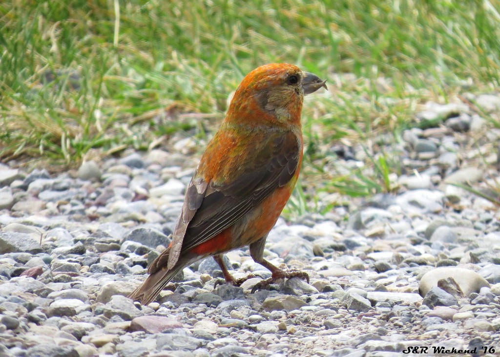 Red Crossbill - ML644635142