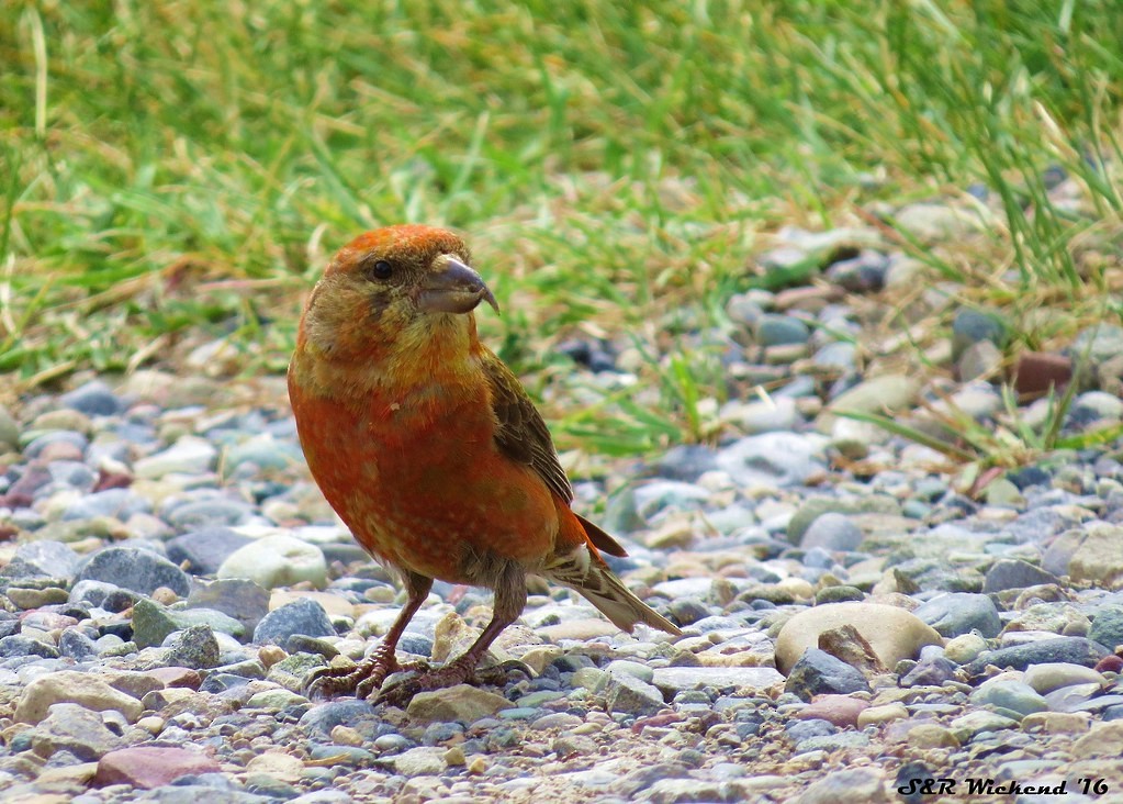 Red Crossbill - ML644635143