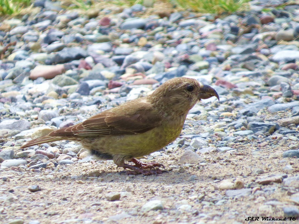 Red Crossbill - ML644635146