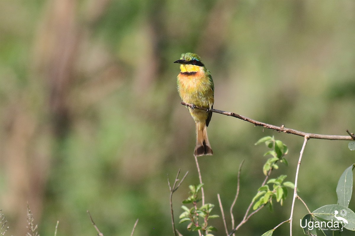 Little Bee-eater - ML644635149