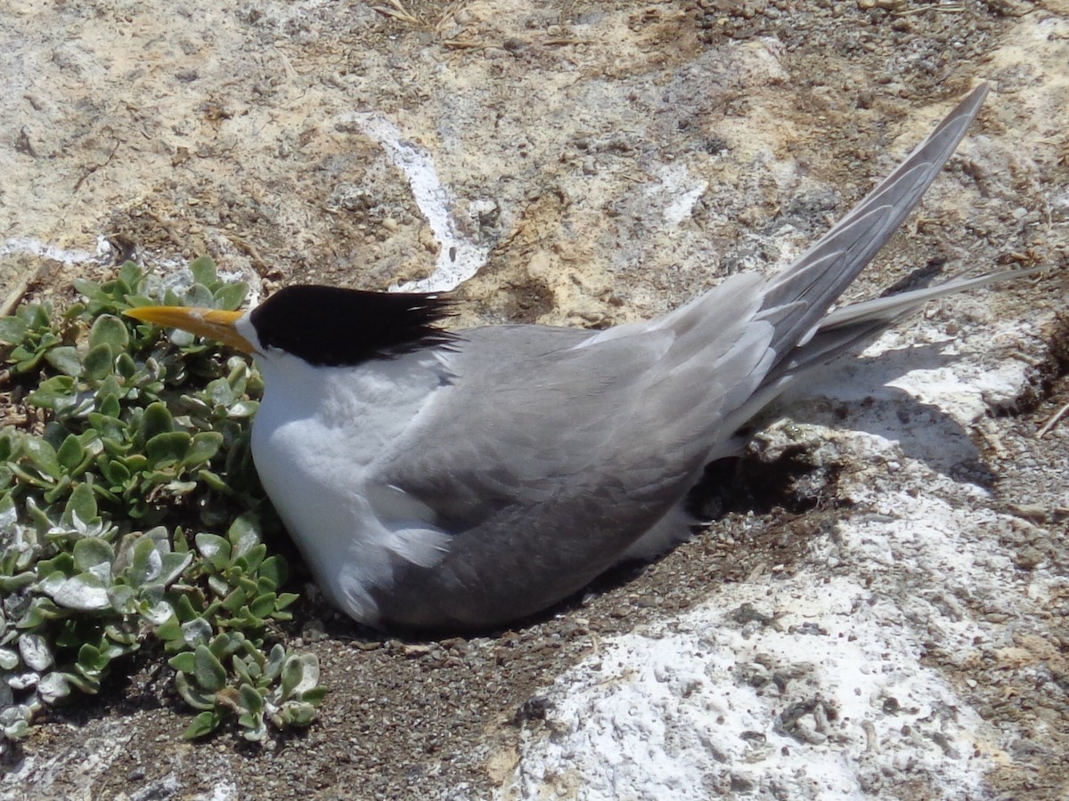 Great Crested Tern - ML644635152