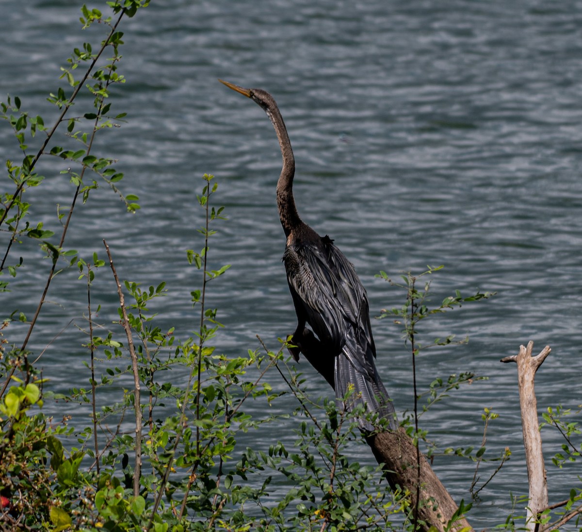 orientslangehals - ML644635155