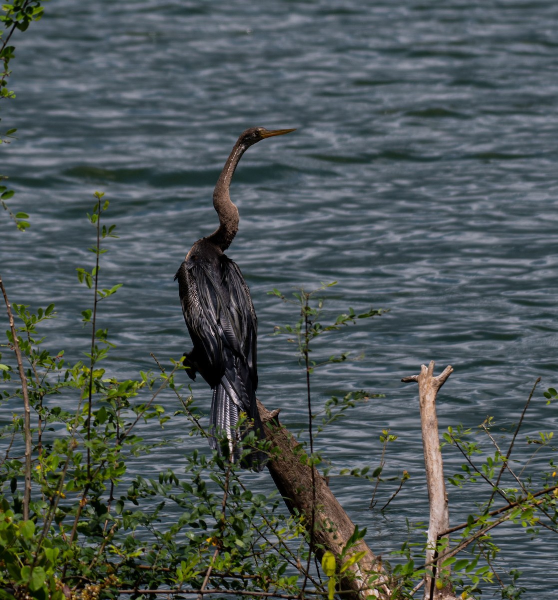 orientslangehals - ML644635156