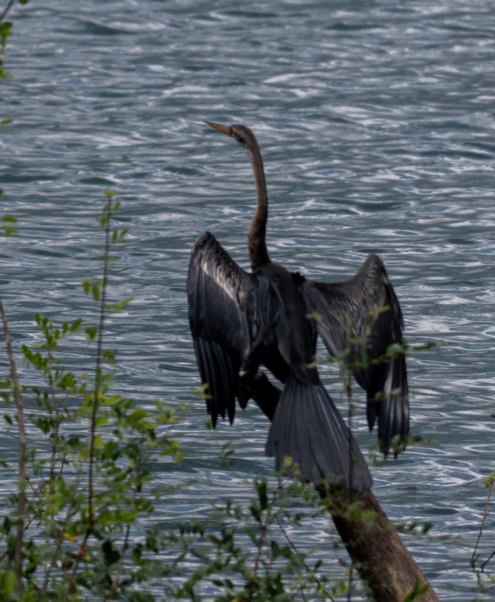 orientslangehals - ML644635157