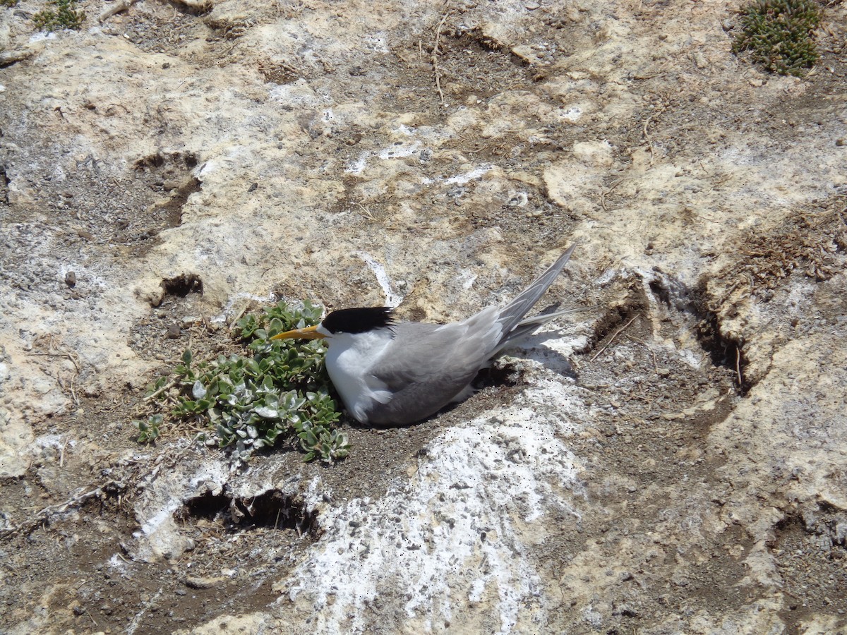 Great Crested Tern - ML644635161