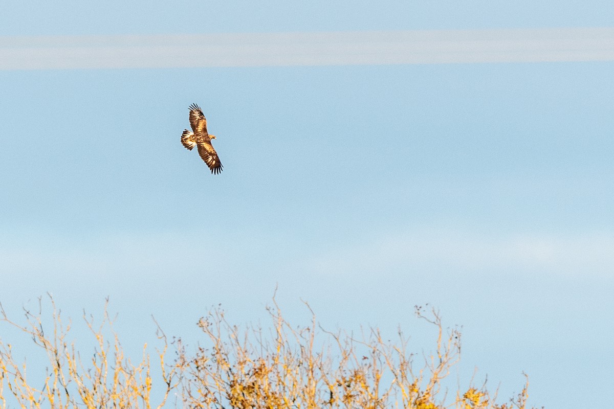 kongeørn - ML644635173