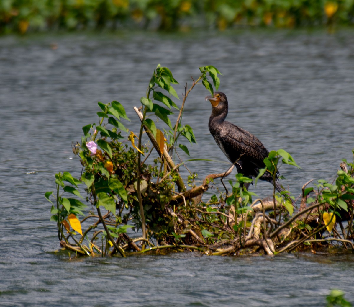 Kormoran - ML644635183