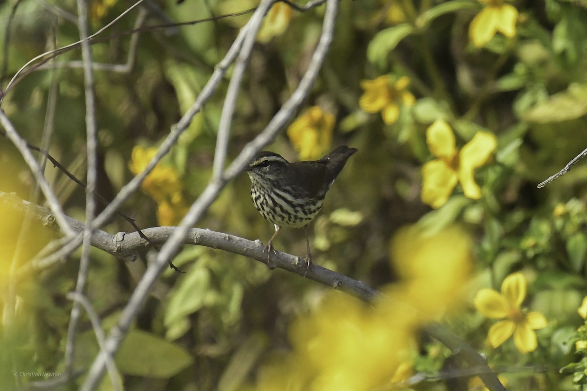 Northern Waterthrush - ML644635189