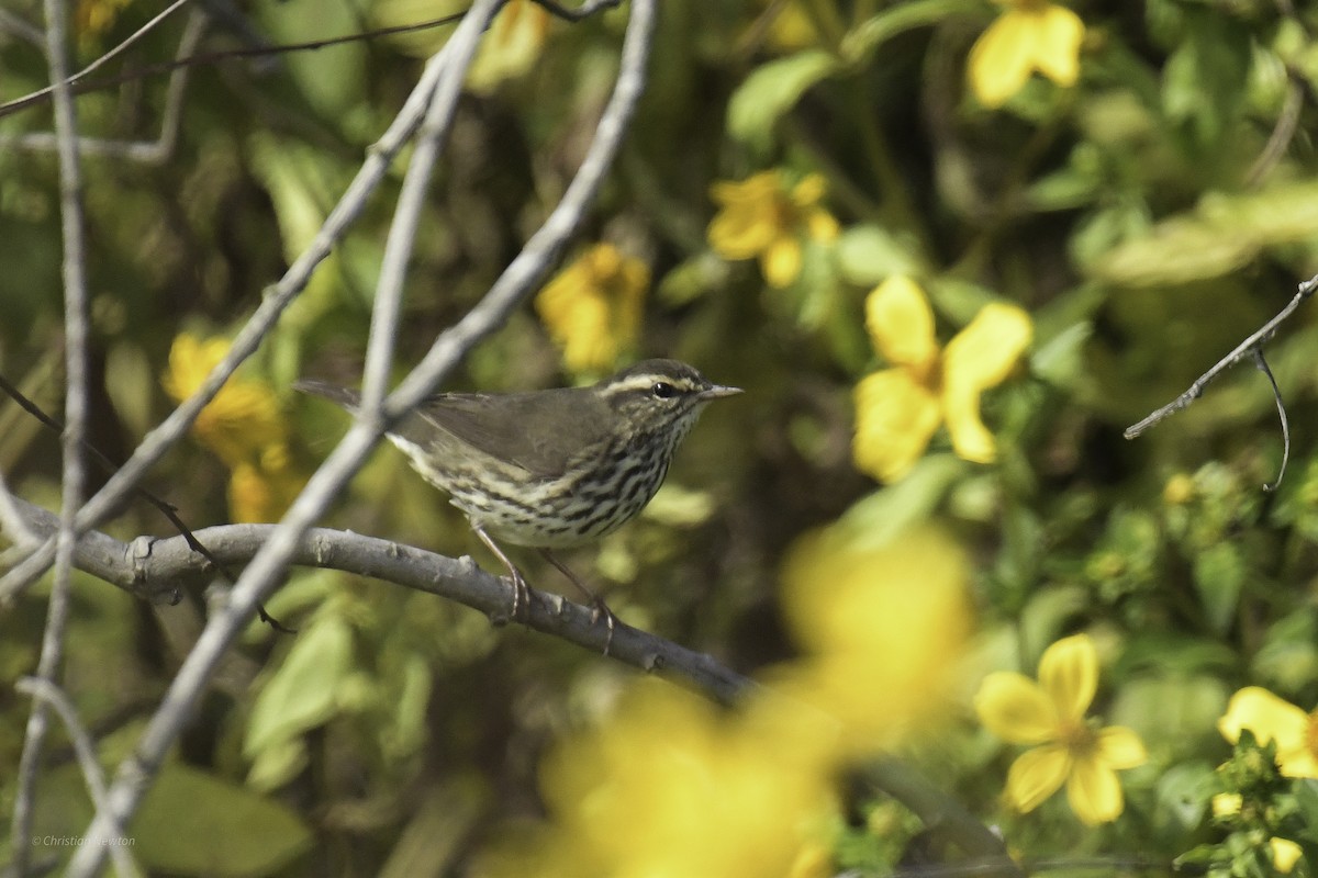 Northern Waterthrush - ML644635190