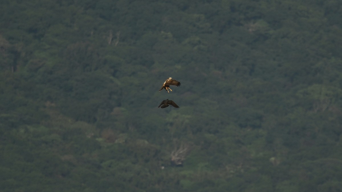 Eastern Marsh Harrier - ML644635192