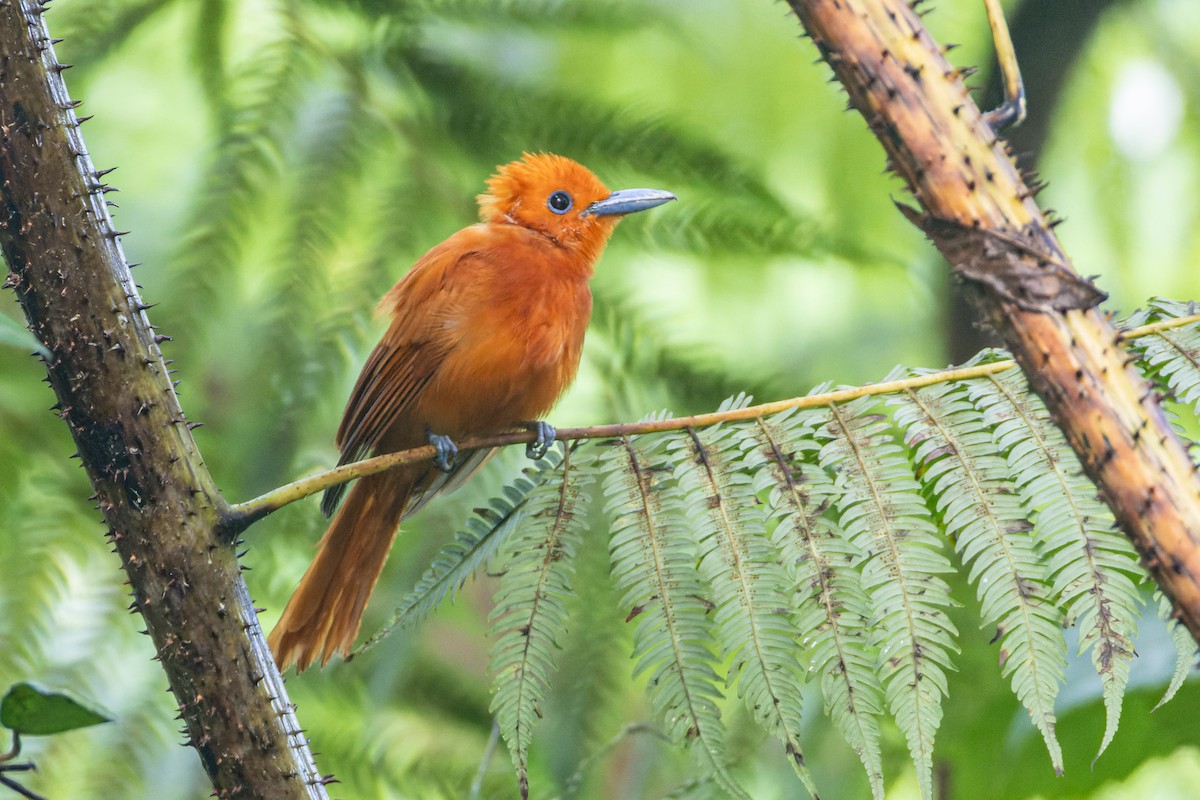 Rufous Paradise-Flycatcher (Southern) - ML644635193