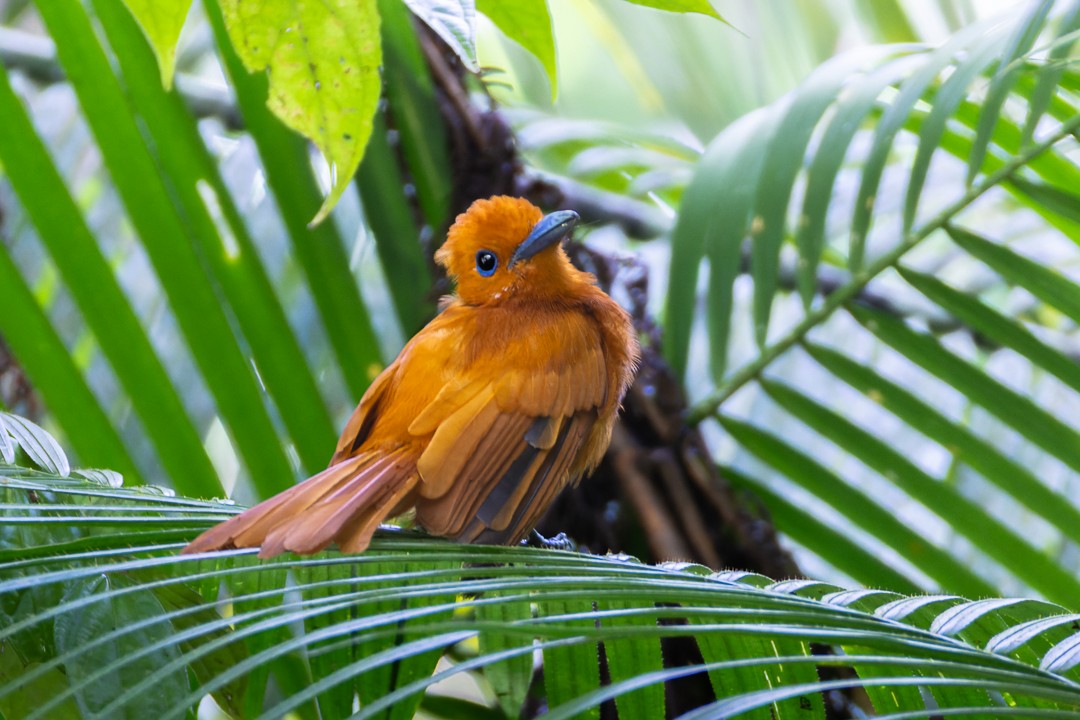 Rufous Paradise-Flycatcher (Southern) - ML644635194