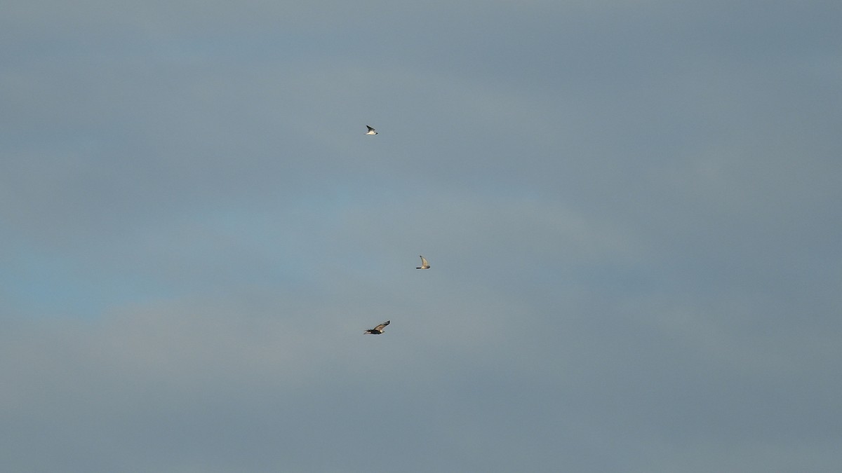 Upland Buzzard - ML644635198