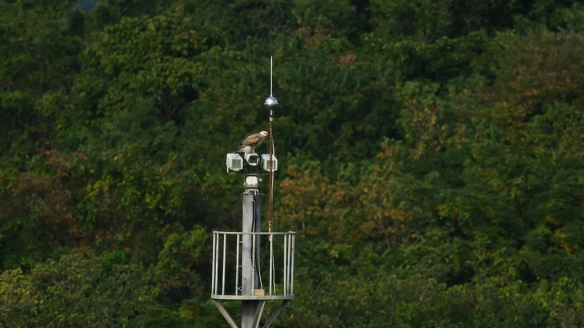 Upland Buzzard - ML644635199